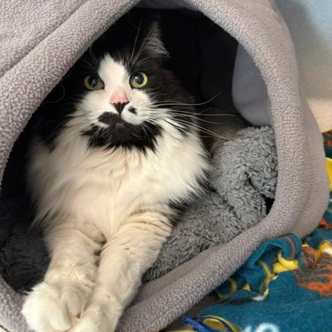 Mrs. Beasley, a Adoptable Domestic Long Hair in Washougal, WA image 3/6