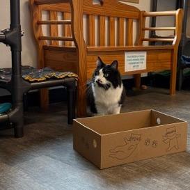 Mrs. Beasley, a Adoptable Domestic Long Hair in Washougal, WA image 4/6