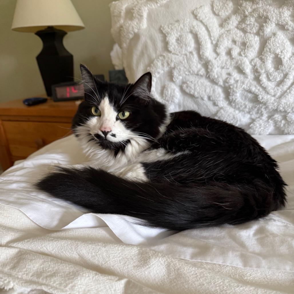 Mrs. Beasley, a Adoptable Domestic Long Hair in Washougal, WA image 5/6