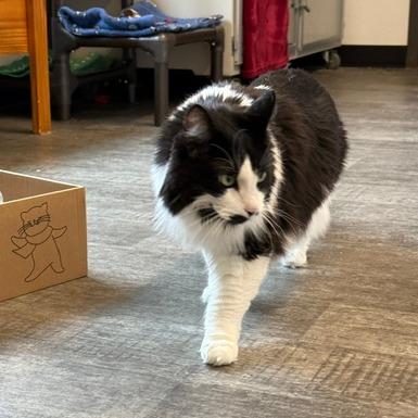 Mrs. Beasley, a Adoptable Domestic Long Hair in Washougal, WA image 6/6