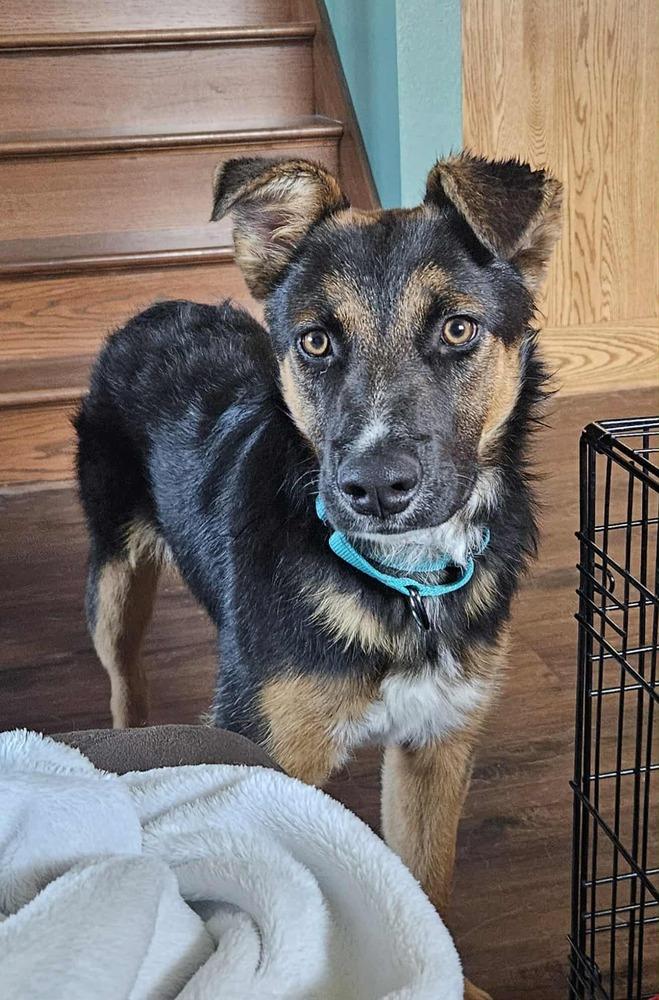 Fernando, Adoptable, Young Male German Shepherd Dog.