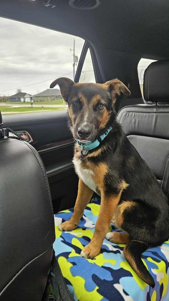 Enlarge Fernando, a Adoptable mixed breed in Fredonia, WI image 3/4