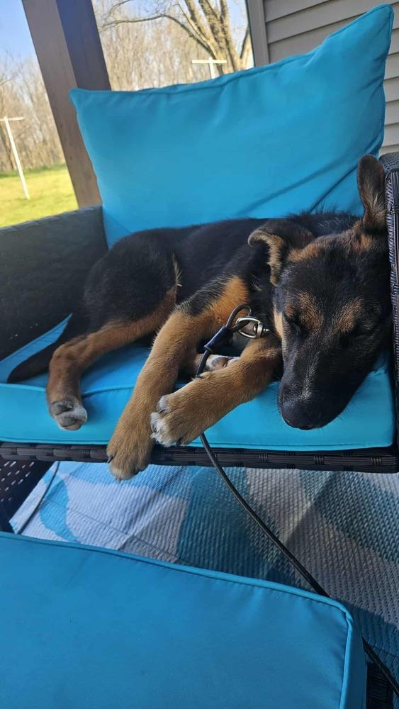 Enlarge Fernando, a Adoptable mixed breed in Fredonia, WI image 4/4