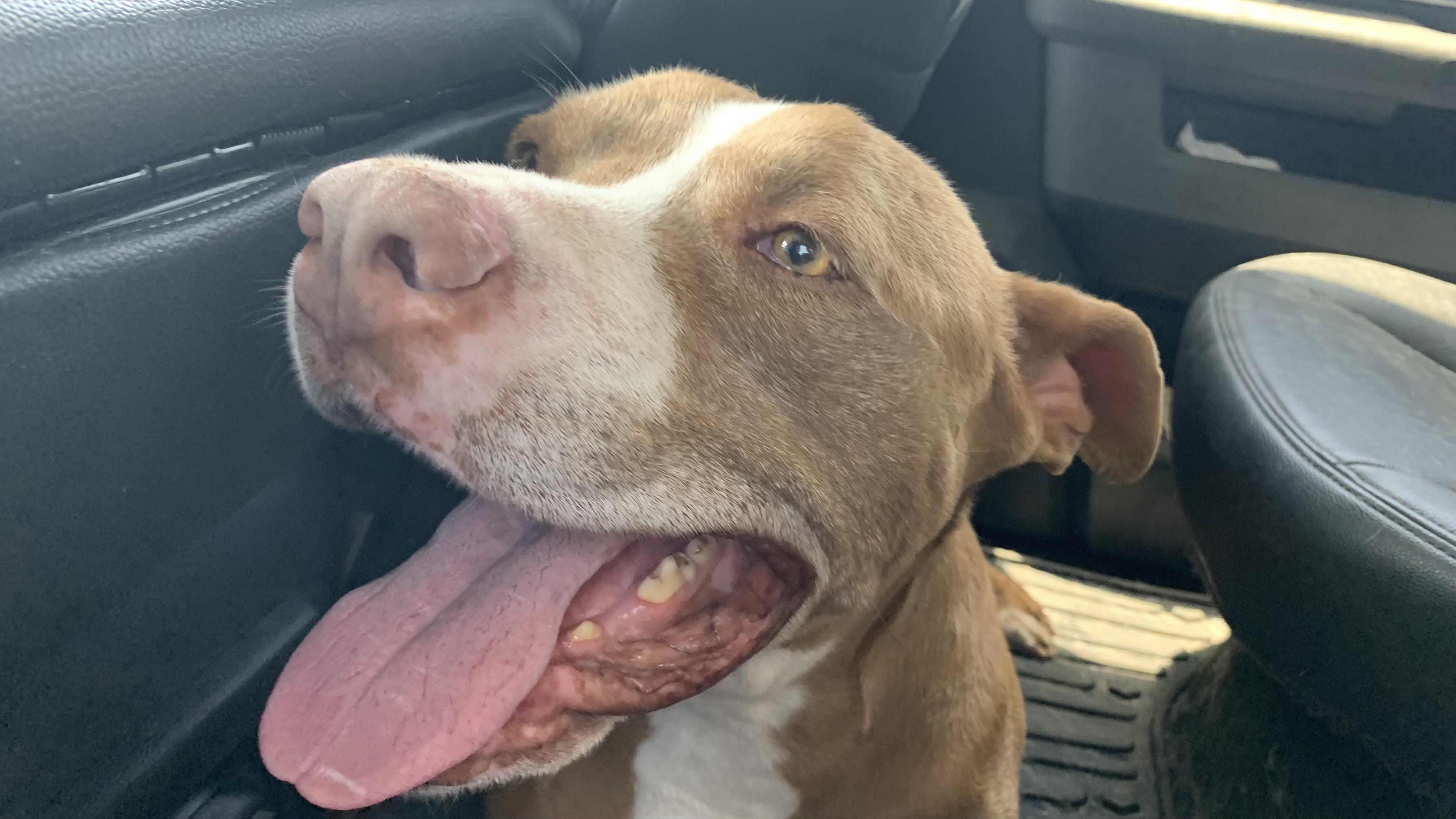 Enlarge Joey, a Adoptable mixed breed in Torrance, CA image 2/3