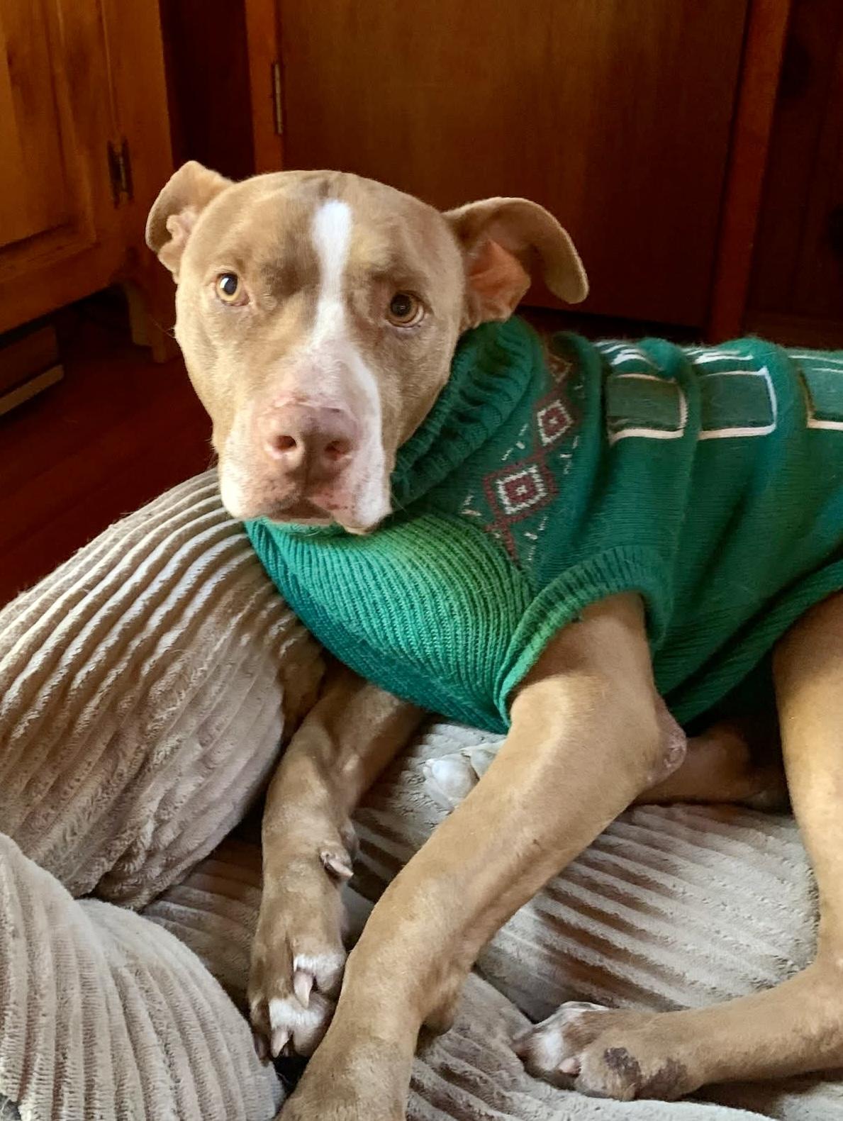 Enlarge Joey, a Adoptable mixed breed in Torrance, CA image 1/4