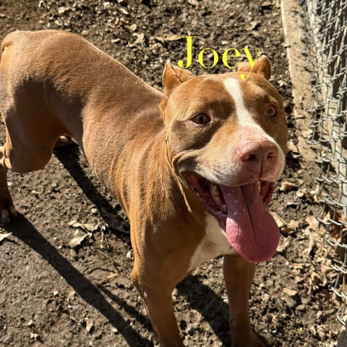 Joey, Adoptable, Adult Male Pit Bull Terrier.