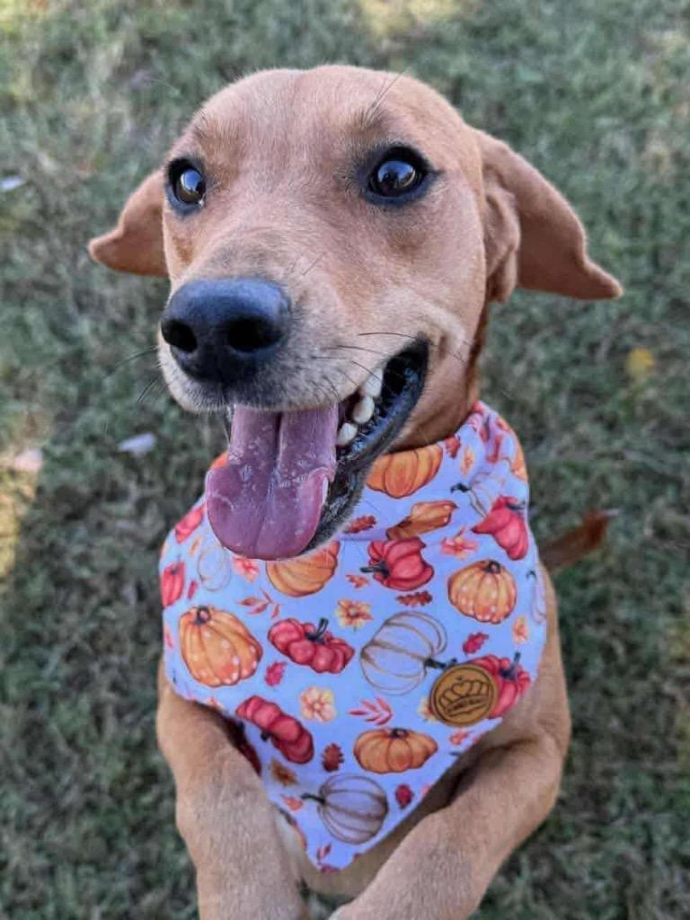 Hank, Adoptable, Young Male Hound & Mixed Breed.