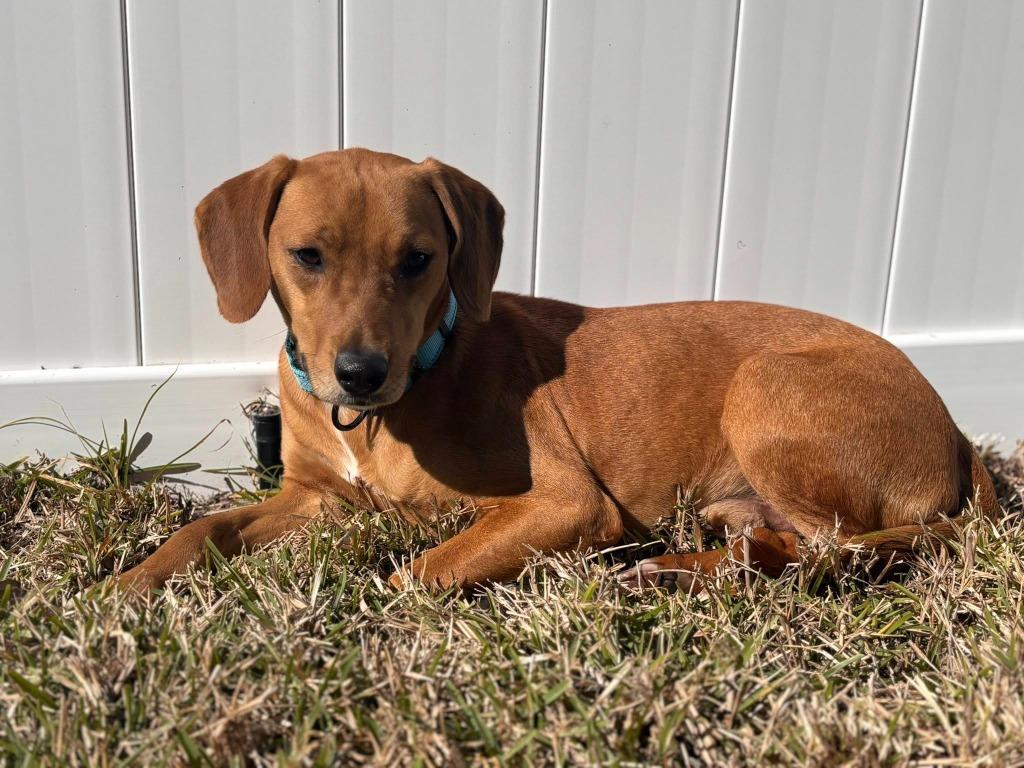 Enlarge Hank, a Adoptable mixed breed in Orlando, FL image 4/5
