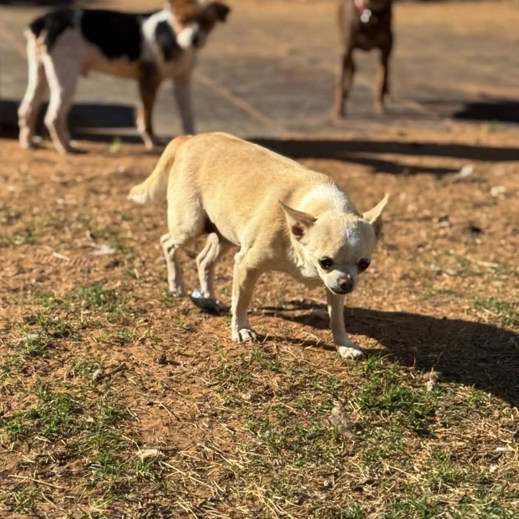 Enlarge Susie , a ADOPTABLE mixed breed in Pelham, NH image 6/6