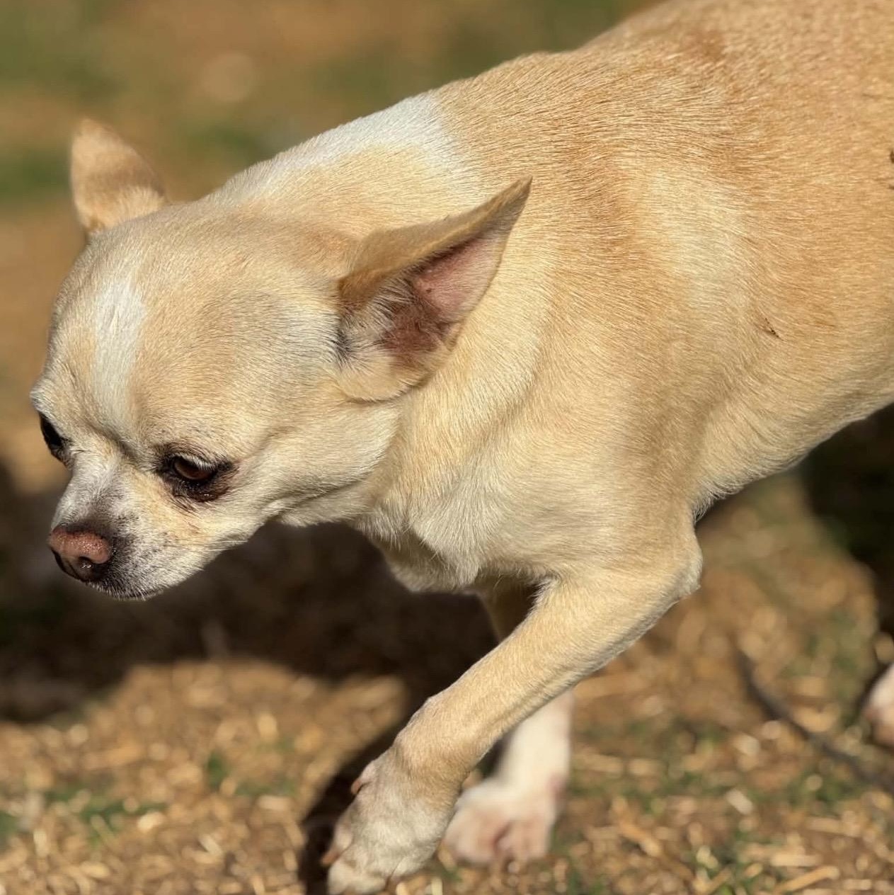 Enlarge Susie , a ADOPTABLE mixed breed in Pelham, NH image 3/6