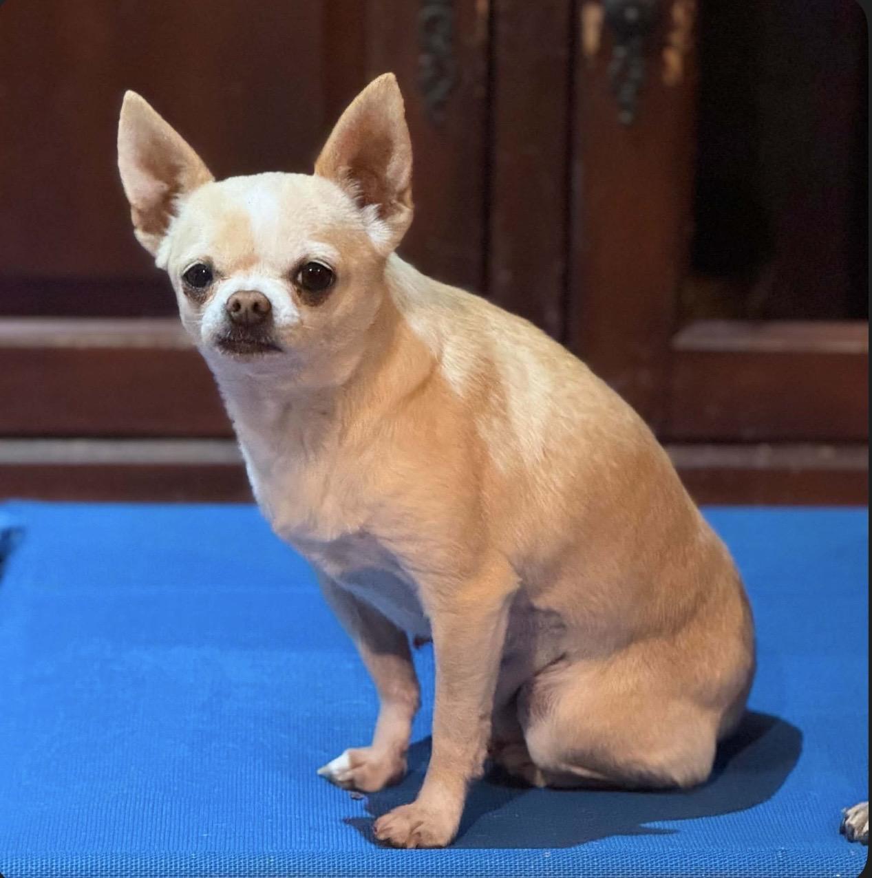 Enlarge Susie , a ADOPTABLE mixed breed in Pelham, NH image 5/6