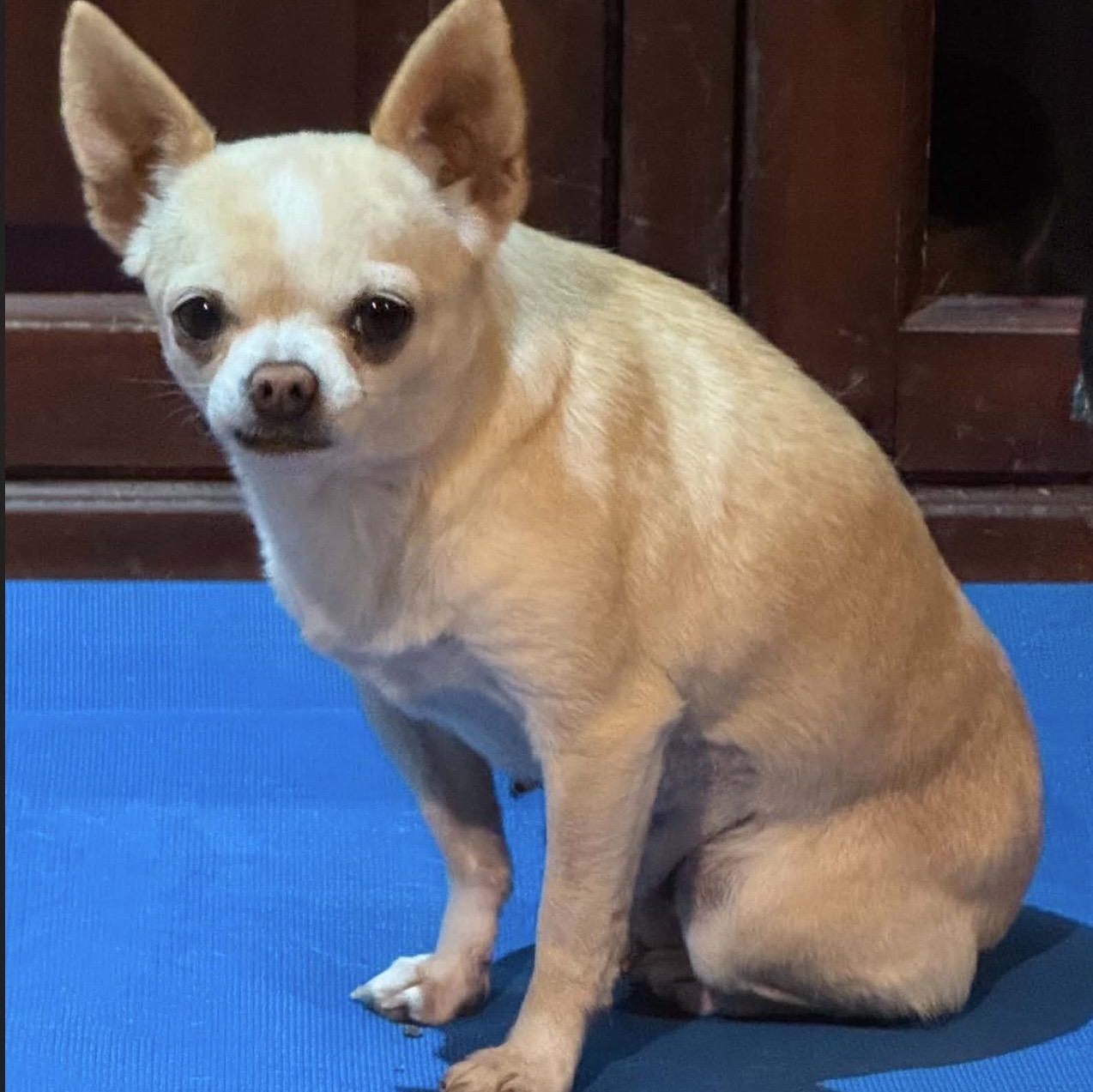 Enlarge Susie , a ADOPTABLE mixed breed in Pelham, NH image 2/6