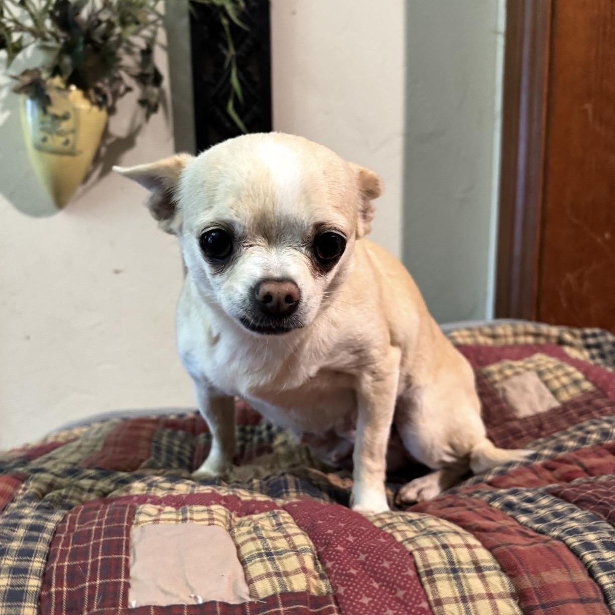 Enlarge Susie , a ADOPTABLE mixed breed in Pelham, NH image 1/6