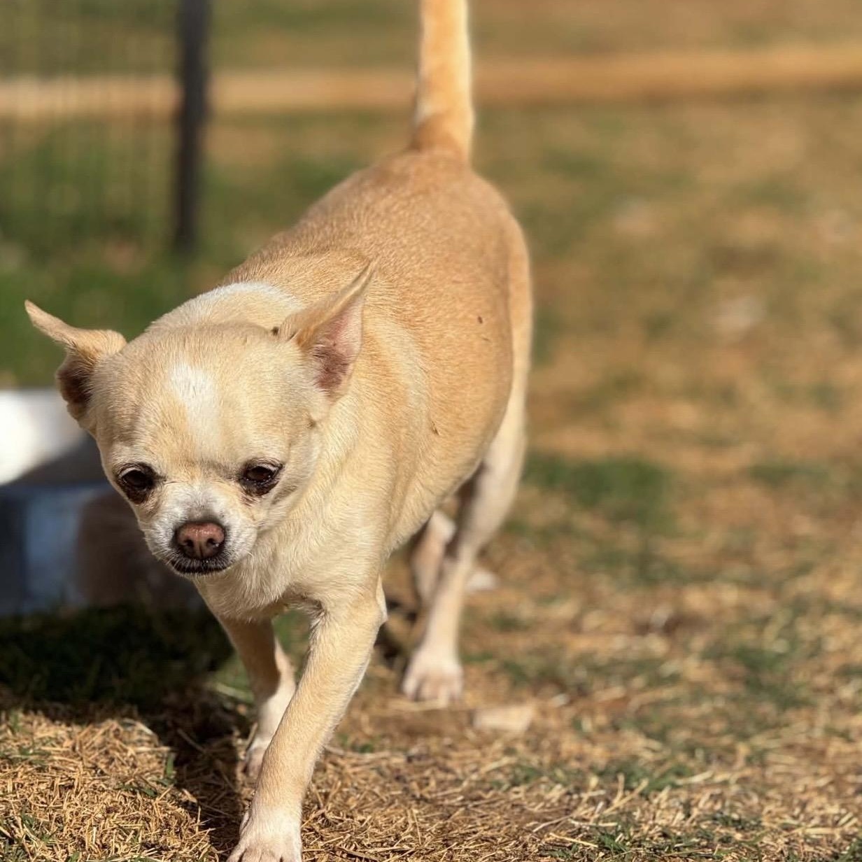 Enlarge Susie , a ADOPTABLE mixed breed in Pelham, NH image 4/6