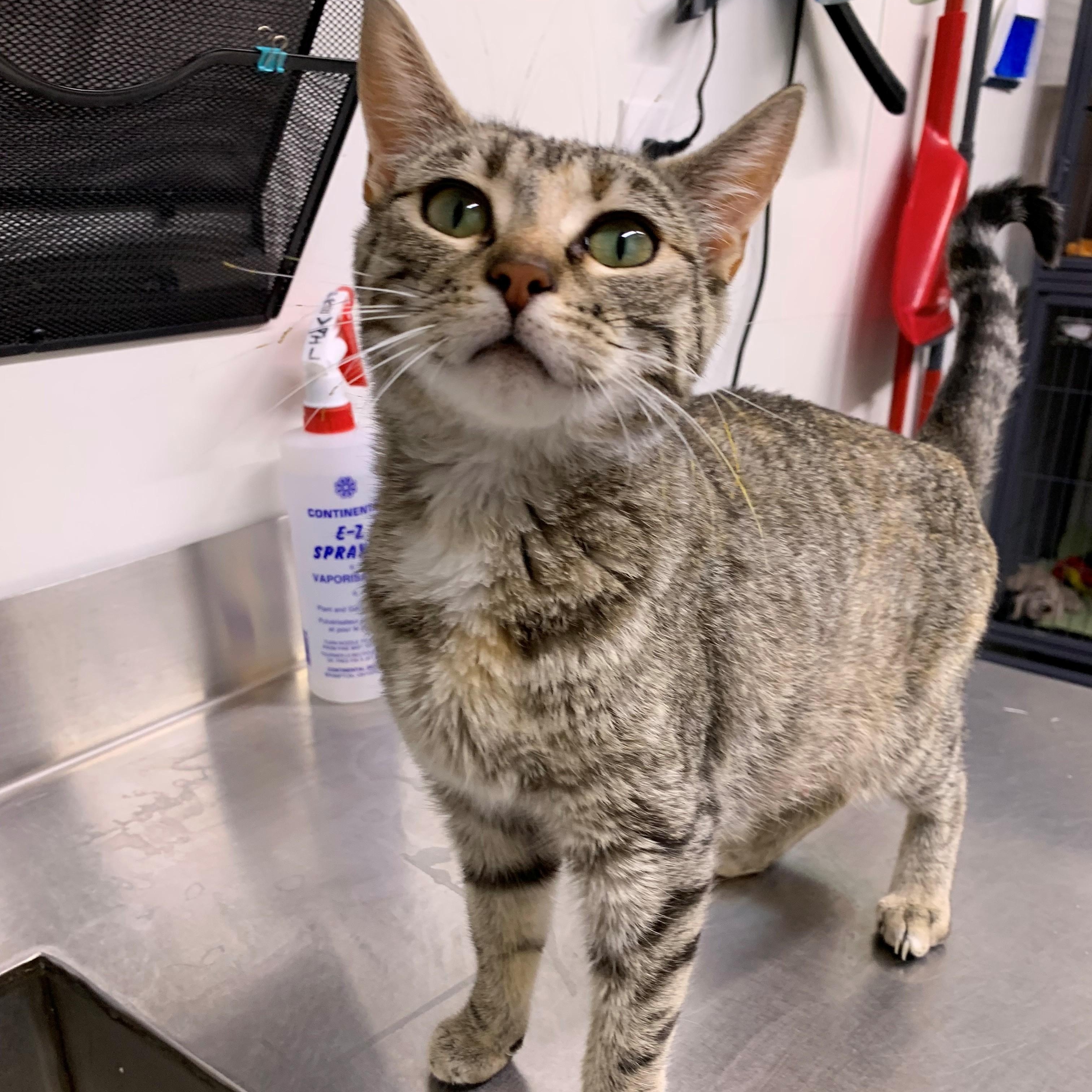 Mimi, an adoptable Domestic Short Hair in Brooks, AB, T1R 1B2 | Photo Image 2