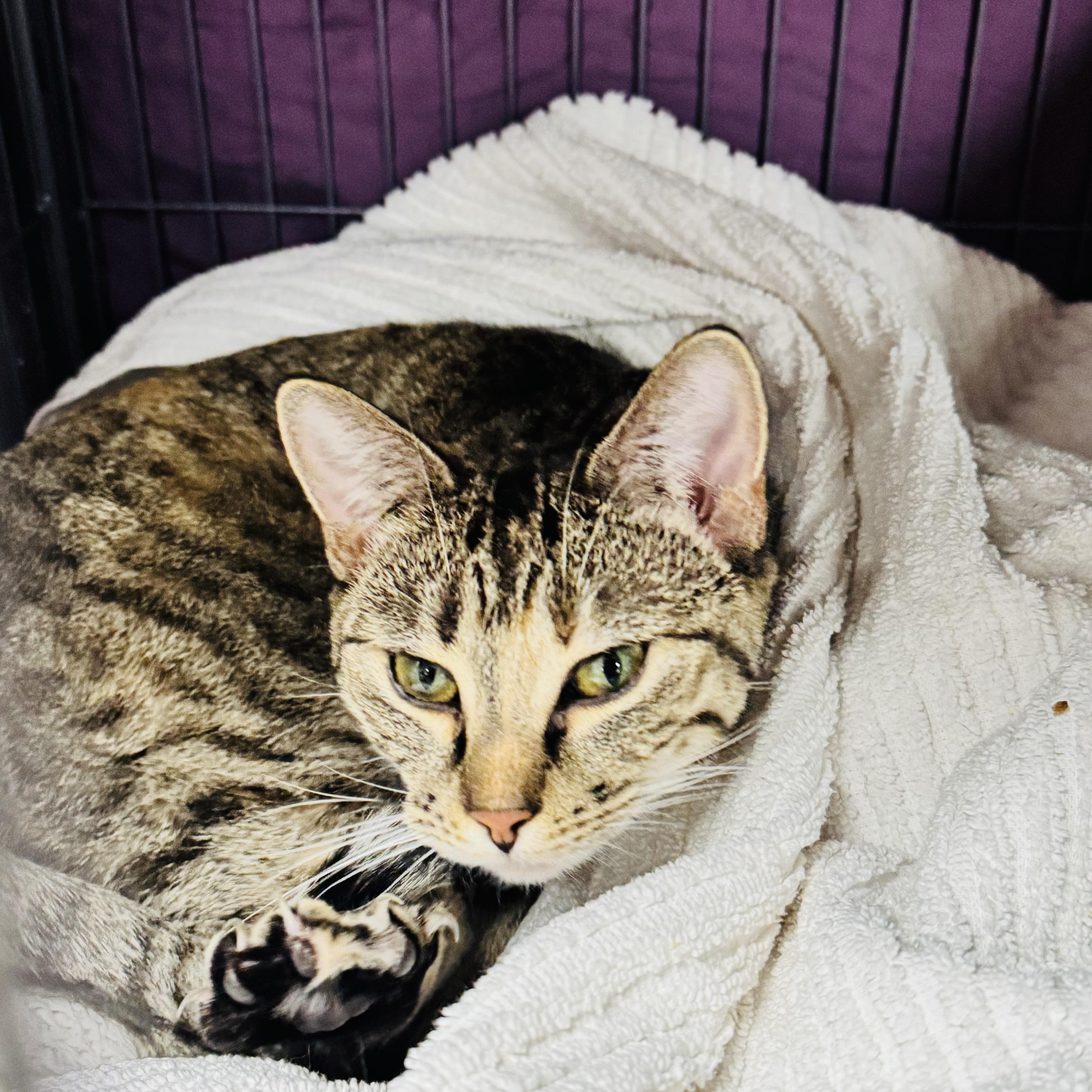 Mimi, a Adoptable Domestic Short Hair in Brooks, AB image 1/4