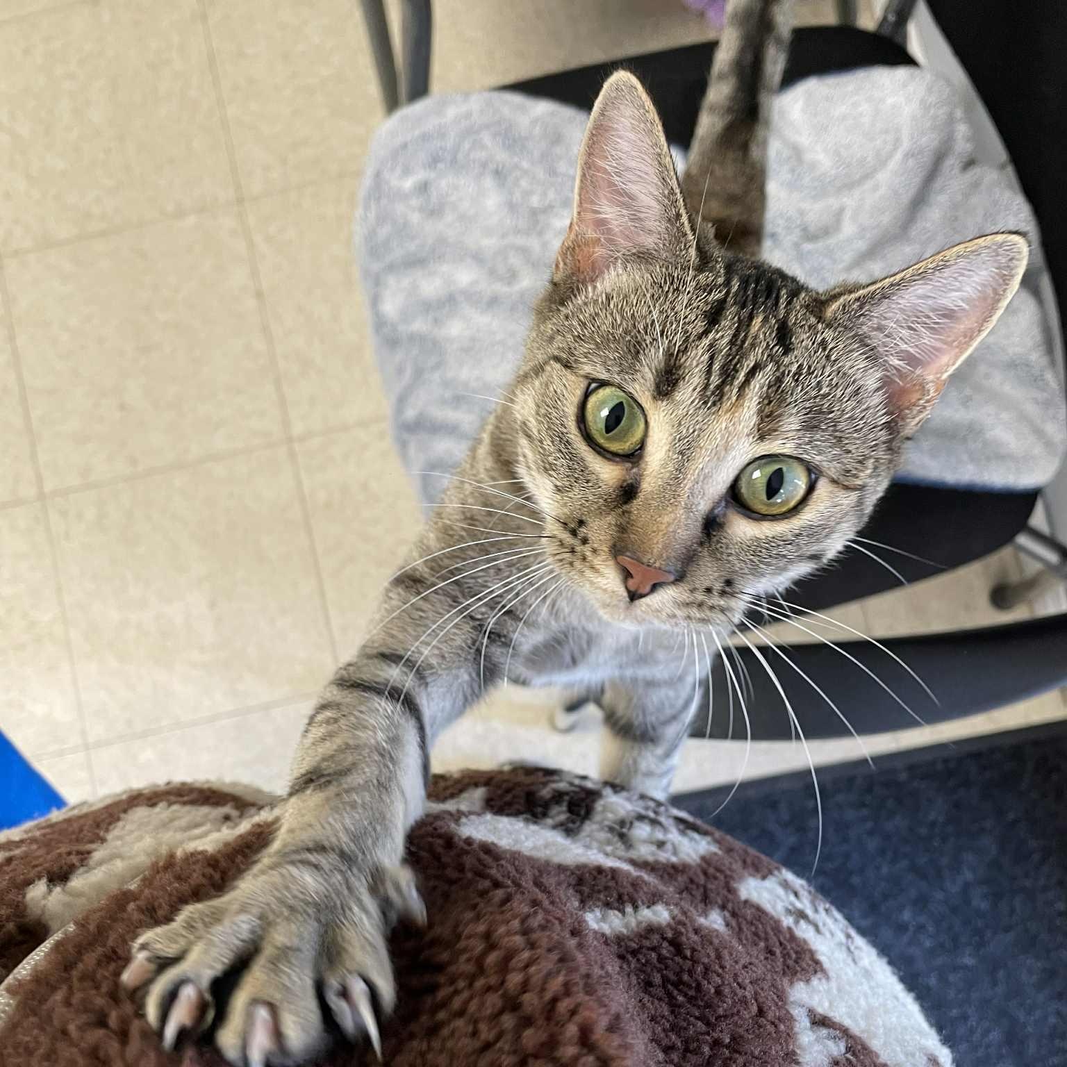 Mimi, a Adoptable Domestic Short Hair in Brooks, AB image 2/4