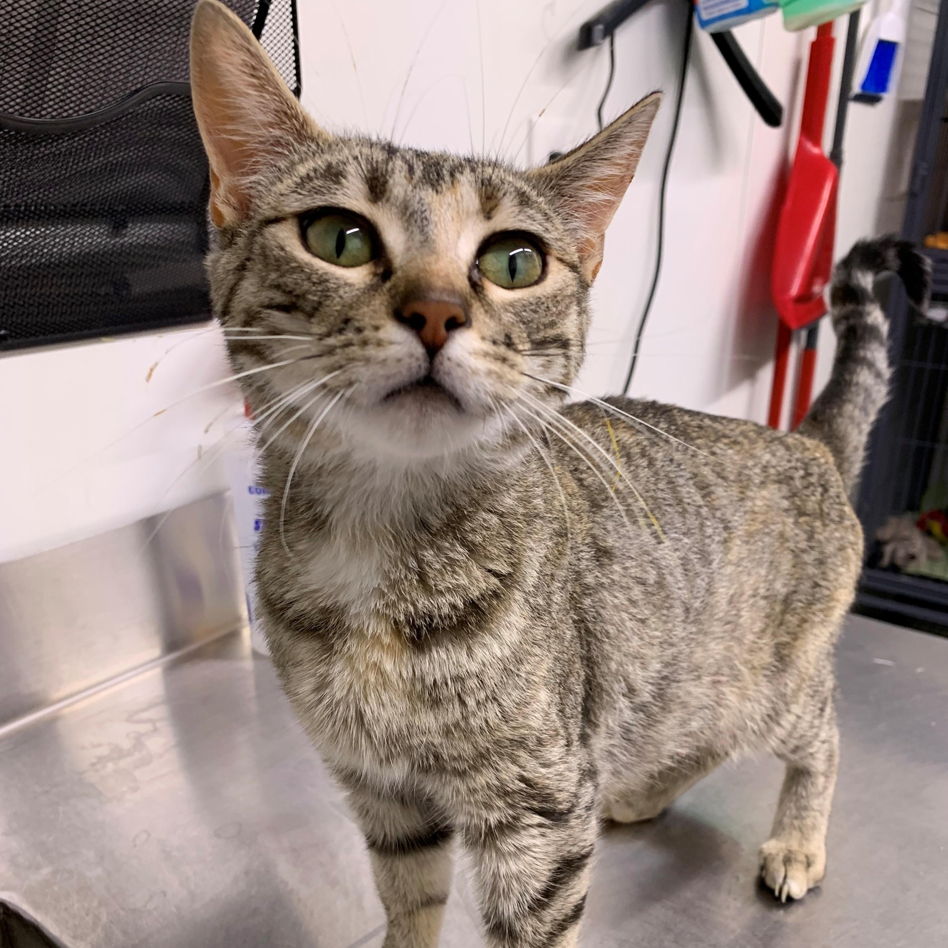 Mimi, an adoptable Domestic Short Hair in Brooks, AB, T1R 1B2 | Photo Image 1