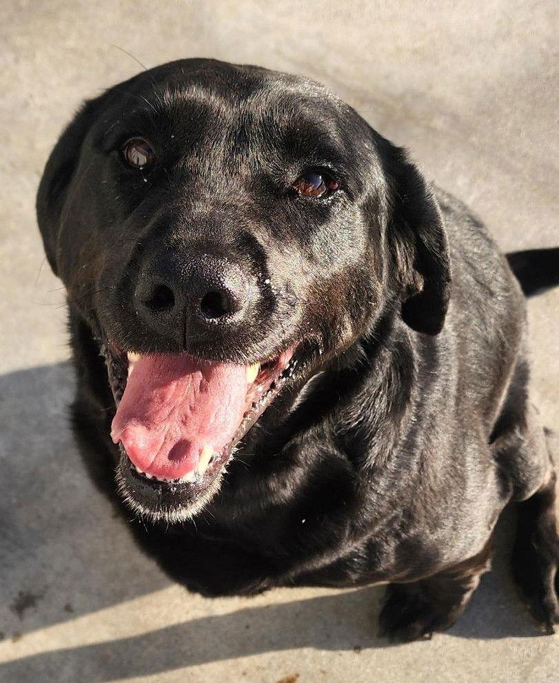 Reba, Adoptable, Adult Female Labrador Retriever.