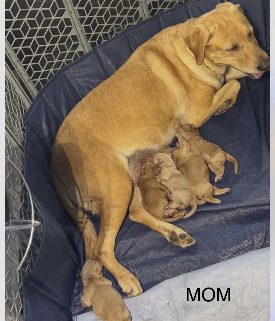 Oliver JB in RI Mello $799, Adopted, Puppy Male Labrador Retriever & Standard Poodle.