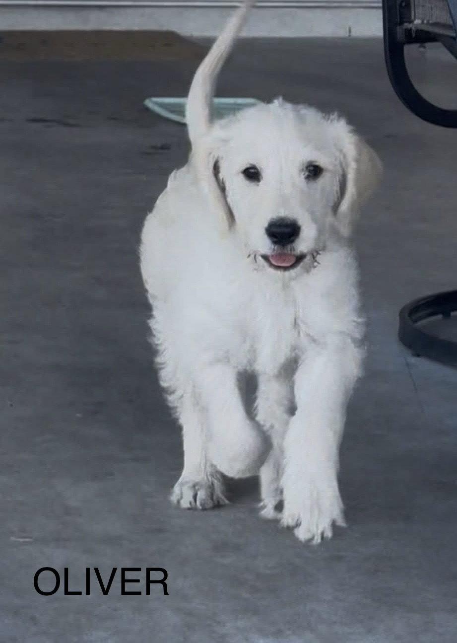 Enlarge Oliver JB in RI Mello $799, a Adopted mixed breed in Warwick, RI image 2/3