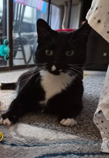 Crazy Girl, Adoptable, Adult Female Domestic Short Hair.