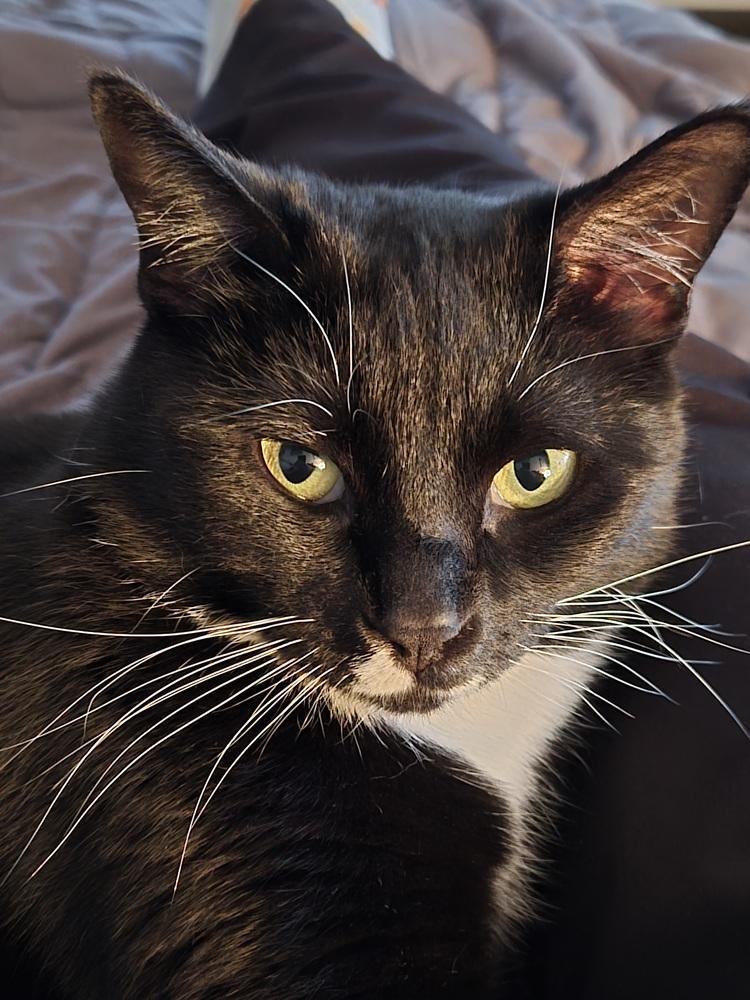 Enlarge Crazy Girl, a Adoptable mixed breed in Lafayette, CO image 2/3