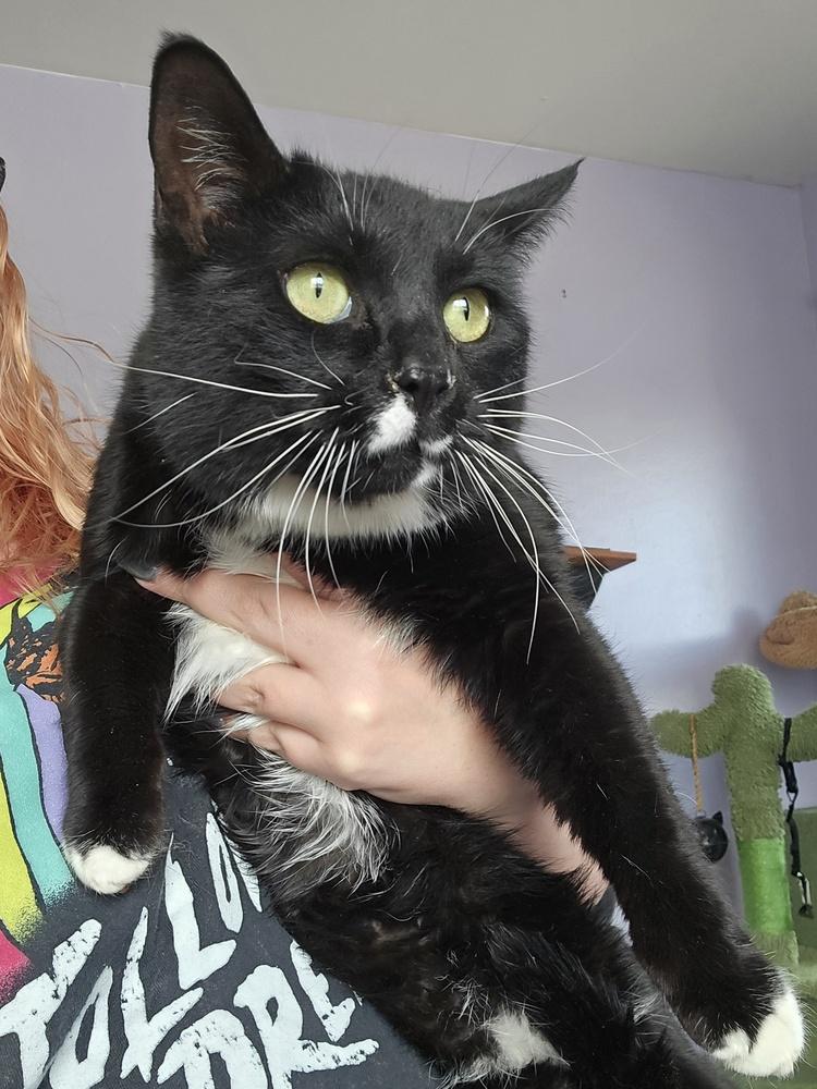 Enlarge Crazy Girl, a Adoptable mixed breed in Lafayette, CO image 3/3