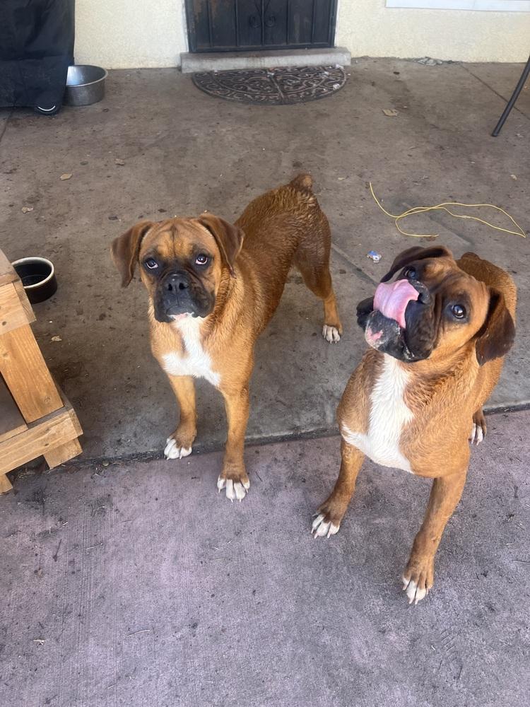 Petunia, Adoptable, Adult Female Boxer & Boxer.