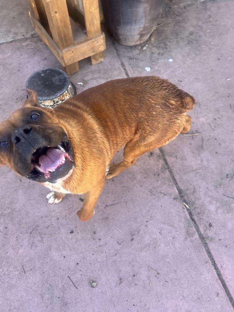 Enlarge Petunia, a Adoptable mixed breed in Albuquerque, NM image 3/4