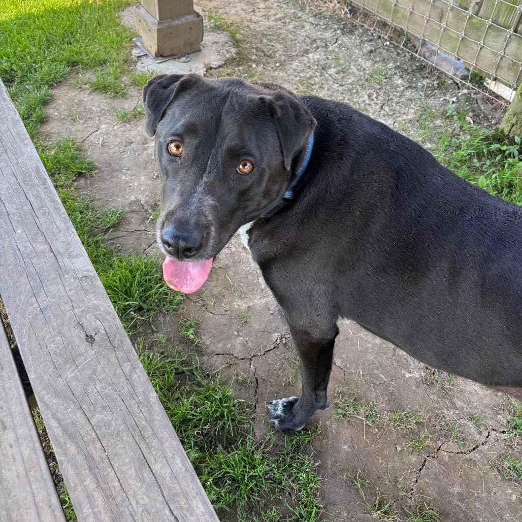 Luna, Adoptable, Adult Female Black Labrador Retriever & Bluetick Coonhound.