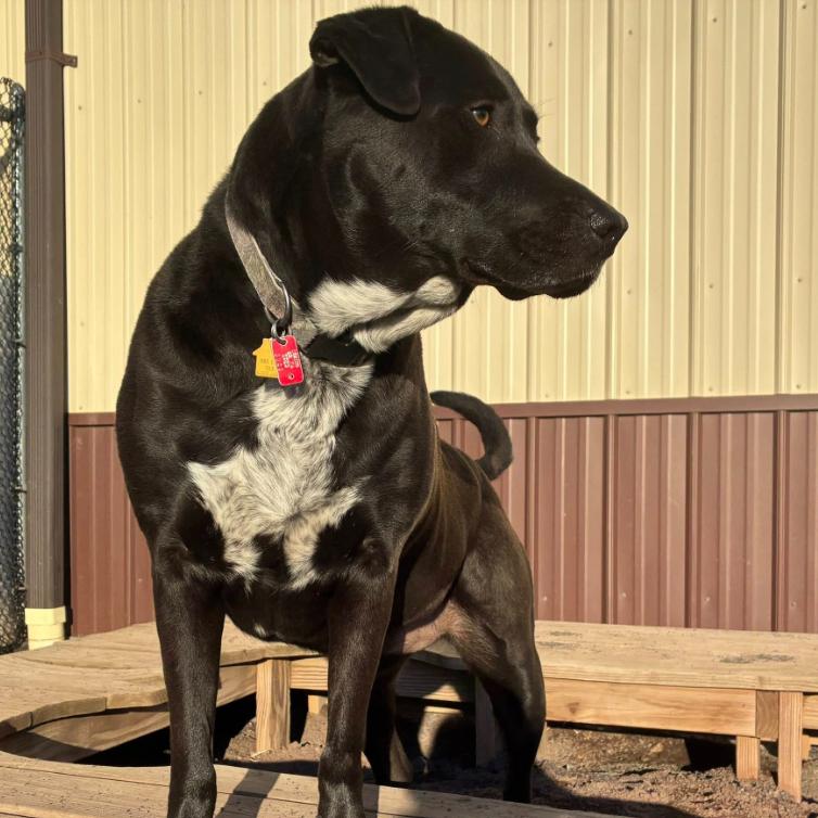Enlarge Luna, a Adoptable mixed breed in Quakertown, PA image 2/6