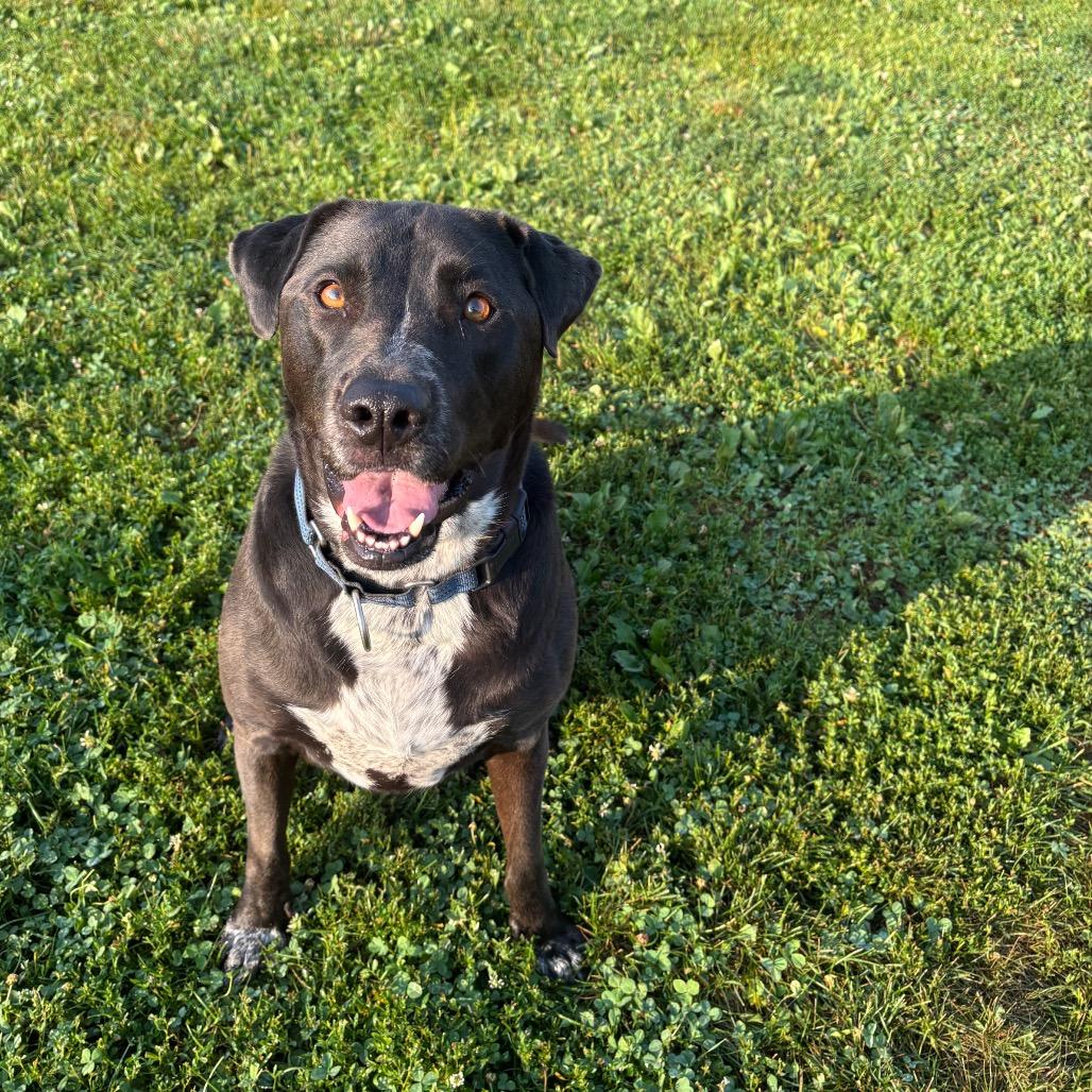 Enlarge Luna, a Adoptable mixed breed in Quakertown, PA image 1/5