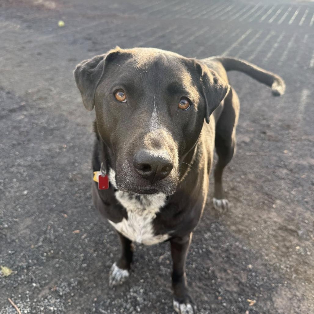 Luna, Adoptable, Adult Female Black Labrador Retriever & Bluetick Coonhound.