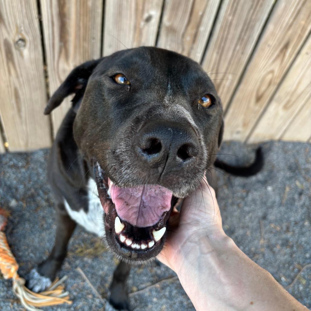 Luna, Adoptable, Adult Female Black Labrador Retriever & Bluetick Coonhound.