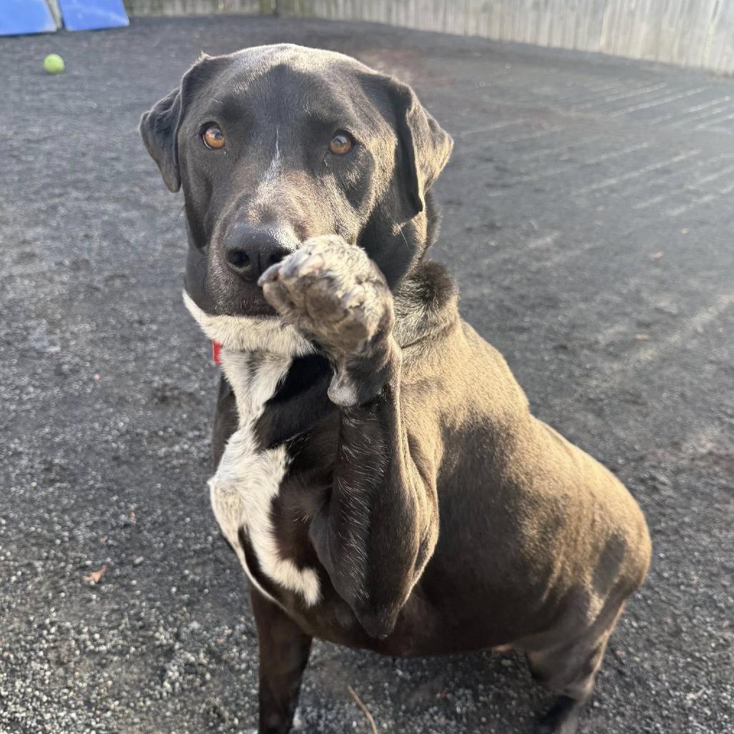 Luna, a Adoptable mixed breed in Quakertown, PA image 2/5