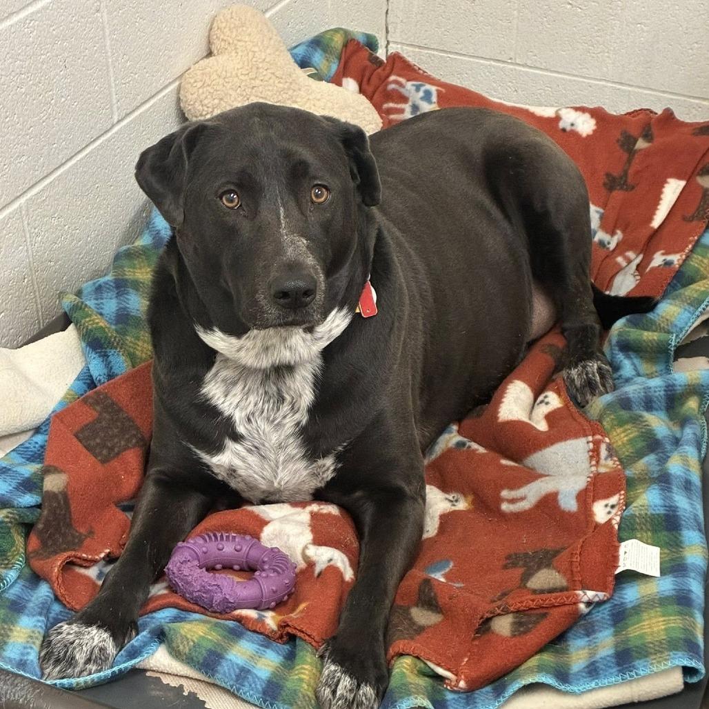 Luna, Adoptable, Adult Female Black Labrador Retriever & Bluetick Coonhound.