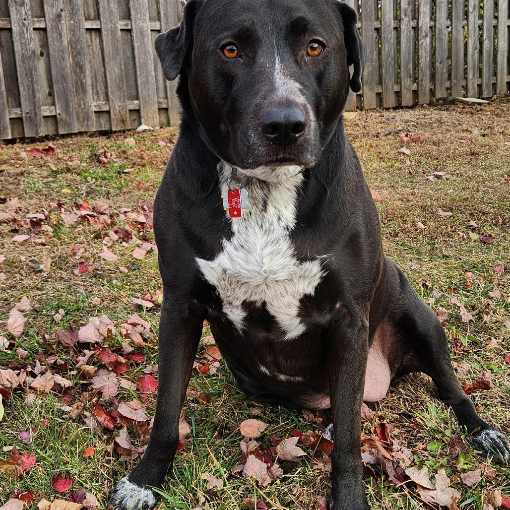 Luna, a Adoptable mixed breed in Quakertown, PA image 1/4