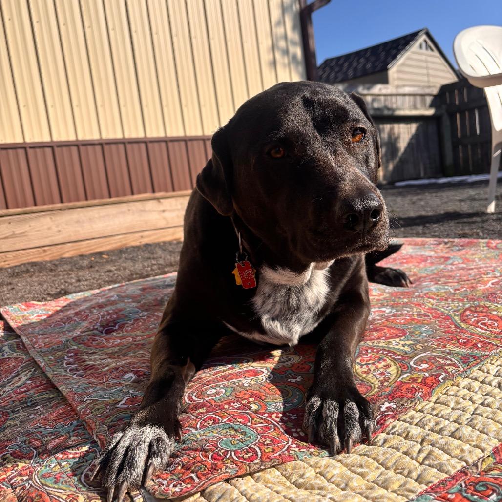 Luna, a Adoptable mixed breed in Quakertown, PA image 3/6