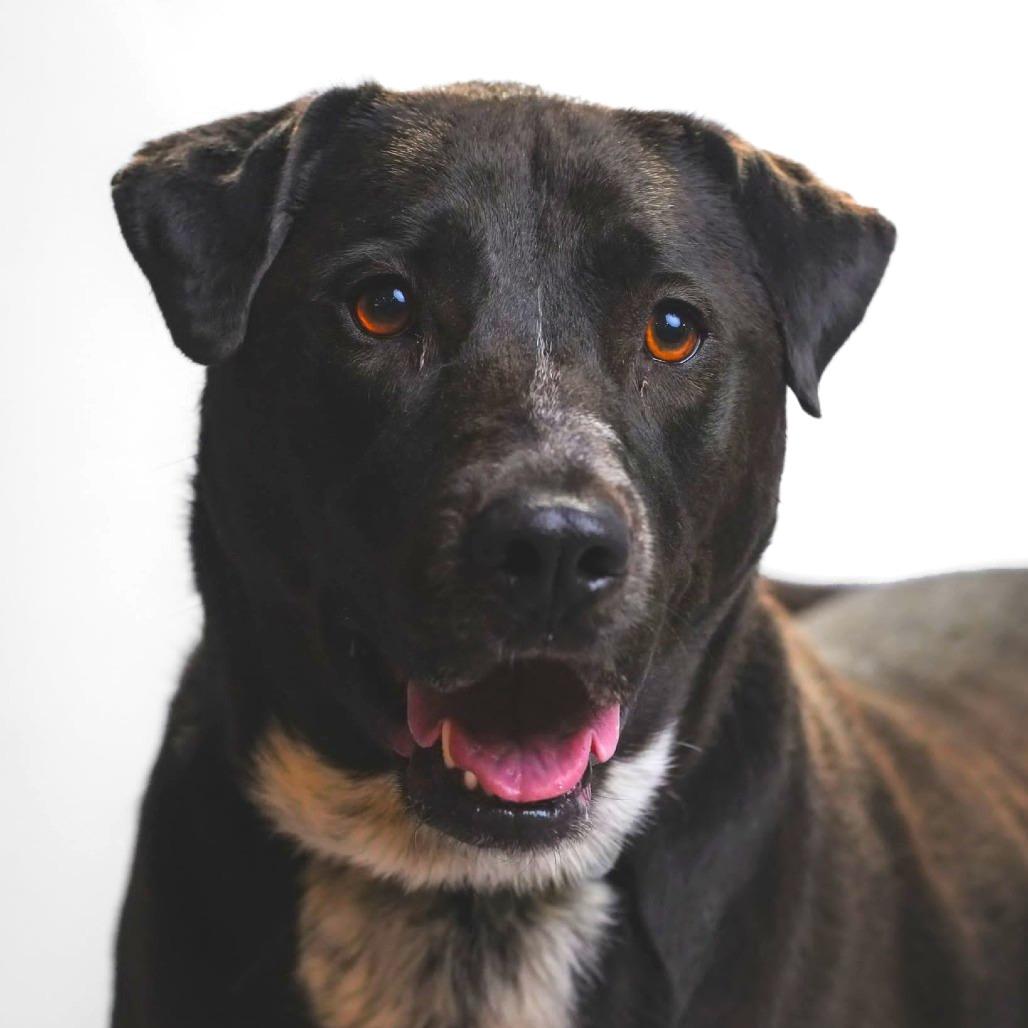 Enlarge Luna, a Adoptable mixed breed in Quakertown, PA image 3/6