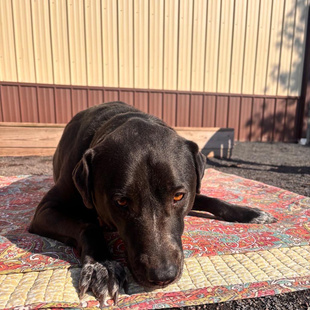 Enlarge Luna, a Adoptable mixed breed in Quakertown, PA image 4/6