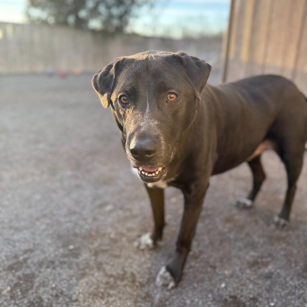 Luna, a Adoptable mixed breed in Quakertown, PA image 4/6