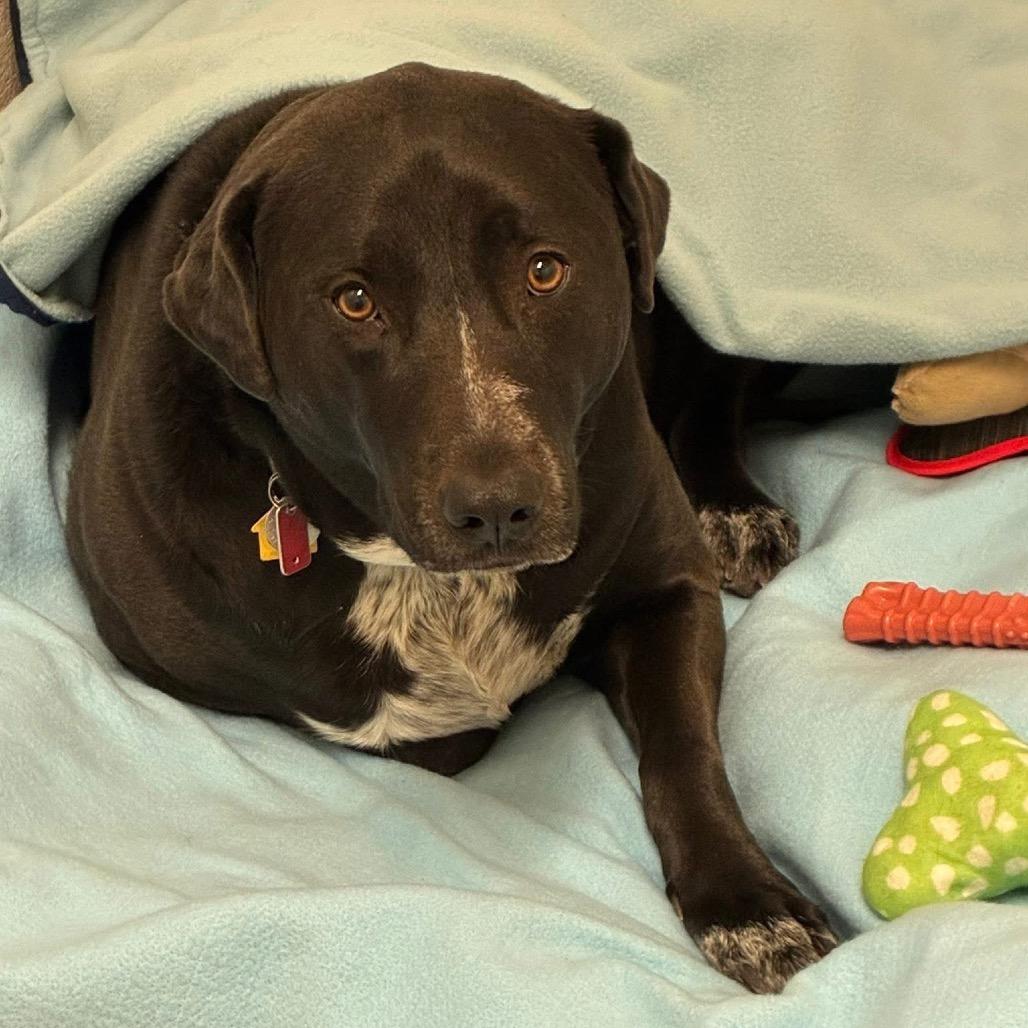 Luna, a Adoptable mixed breed in Quakertown, PA image 2/4