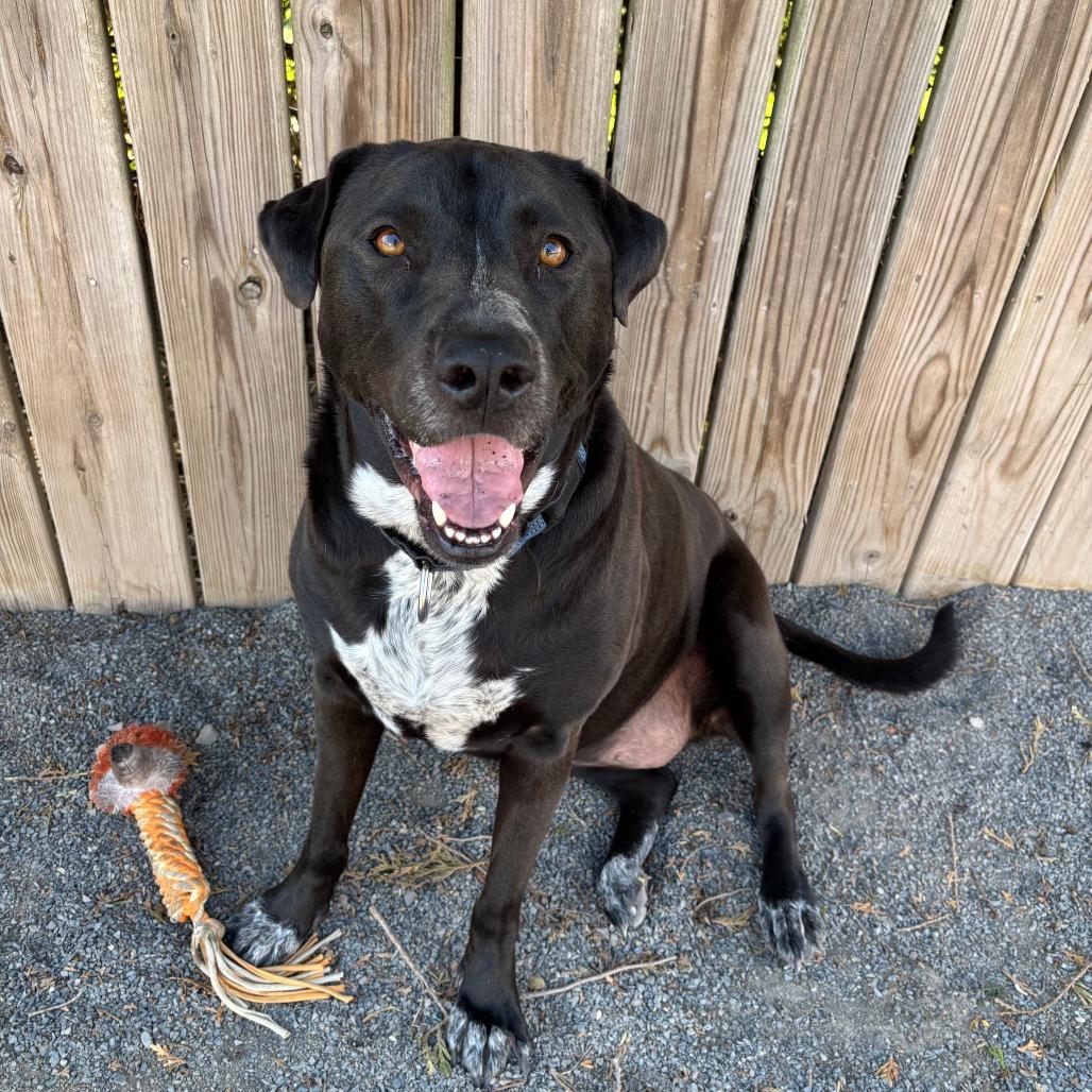 Luna, a Adoptable mixed breed in Quakertown, PA image 3/5