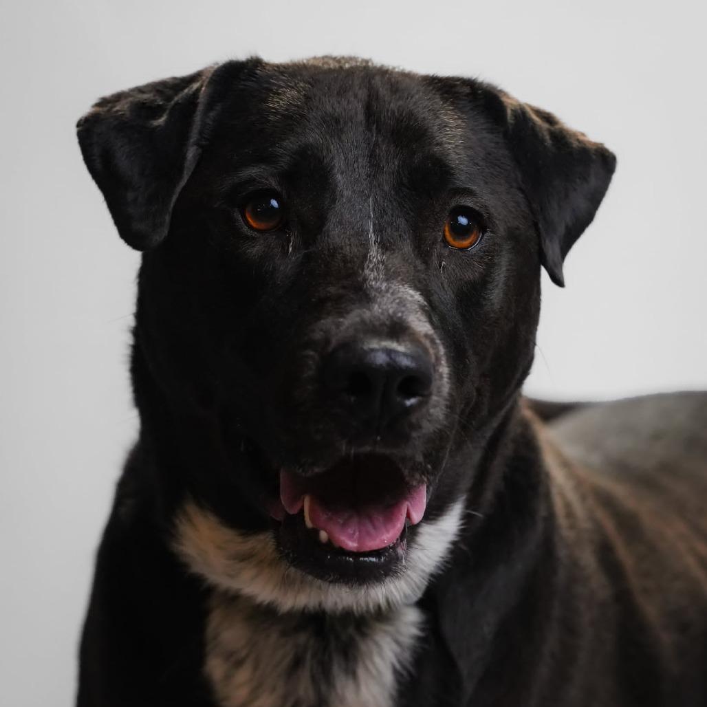 Enlarge Luna, a Adoptable mixed breed in Quakertown, PA image 4/5