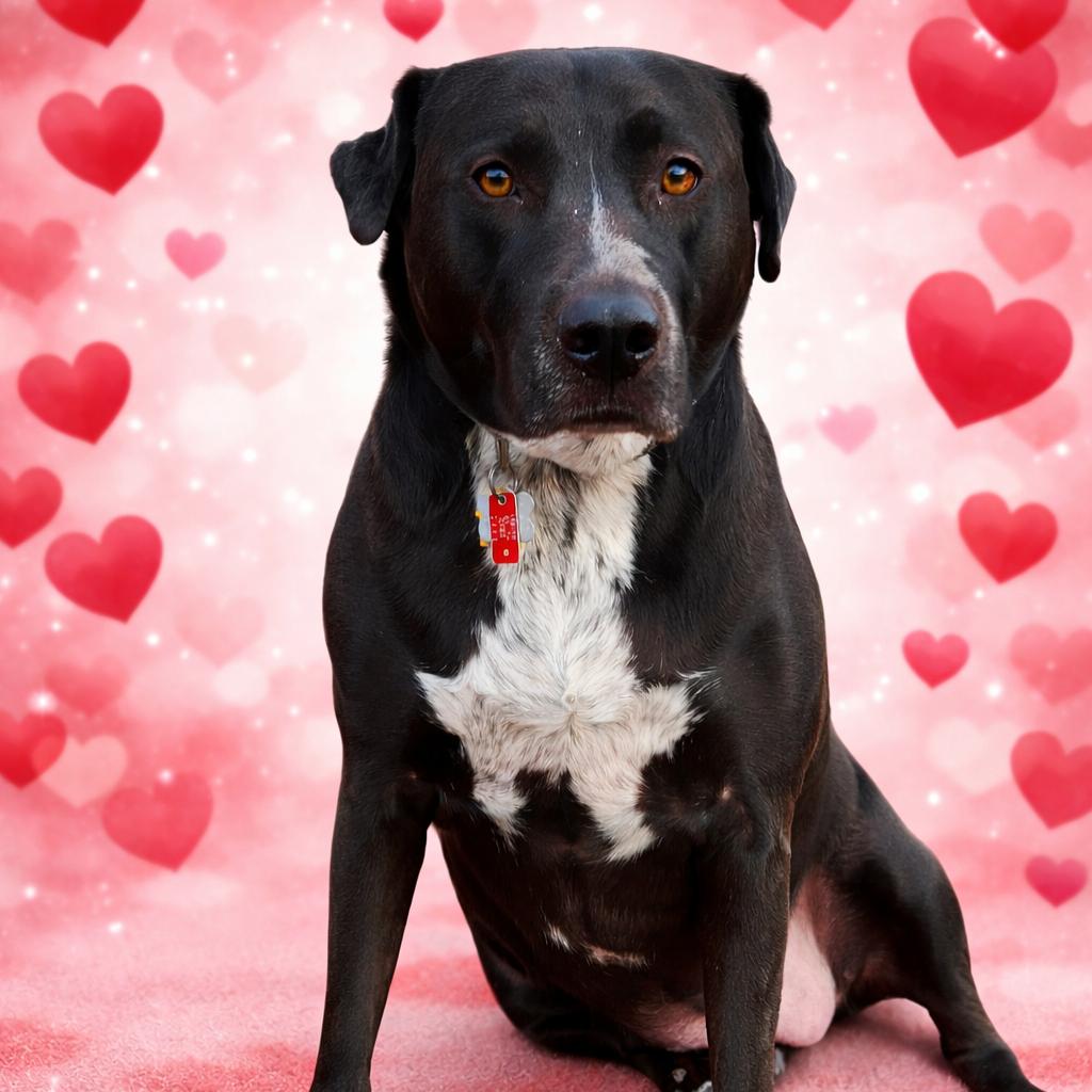 Luna, a Adoptable mixed breed in Quakertown, PA image 3/4