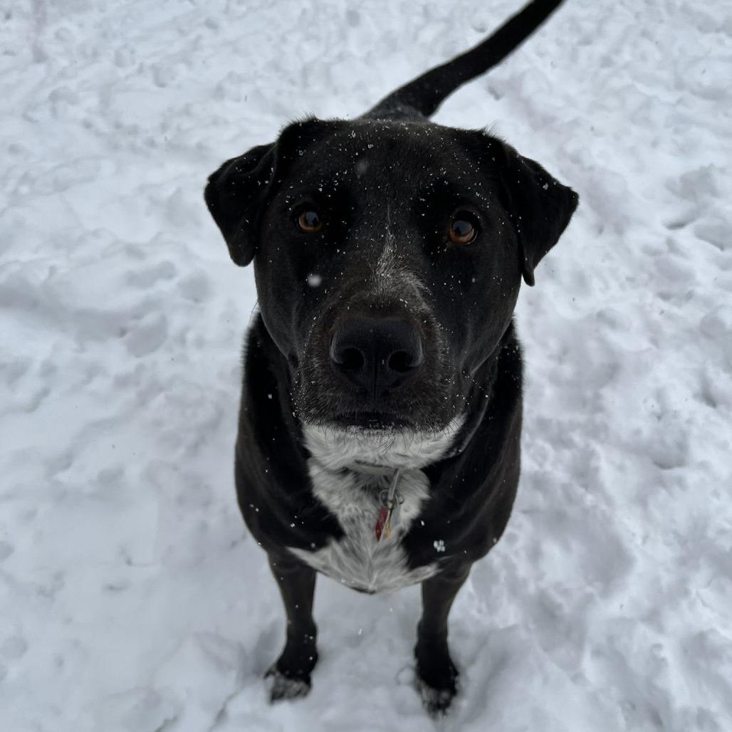 Luna, a Adoptable mixed breed in Quakertown, PA image 4/4