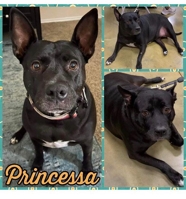 Princessa, adopted, Adult Female Pit Bull Terrier.