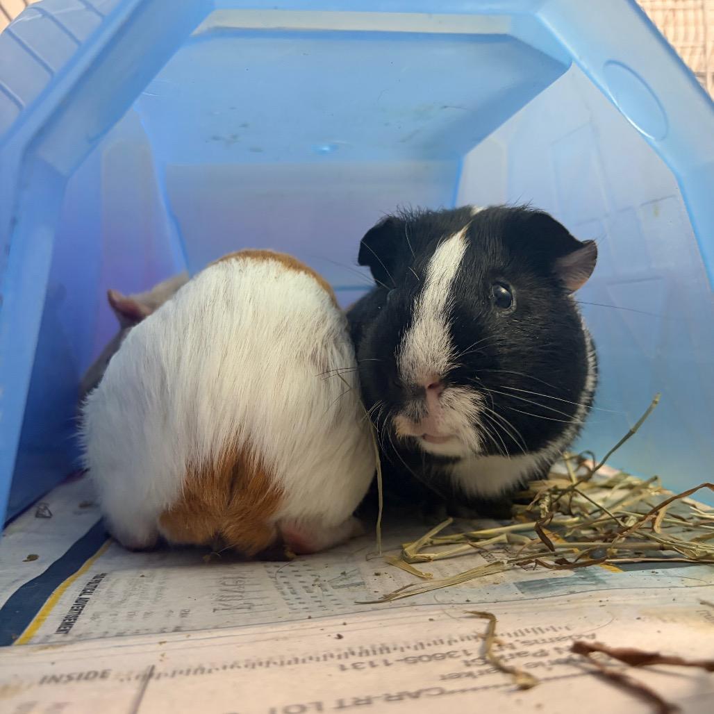 Jude, a Adoptable Guinea Pig in Watertown, NY image 1/3