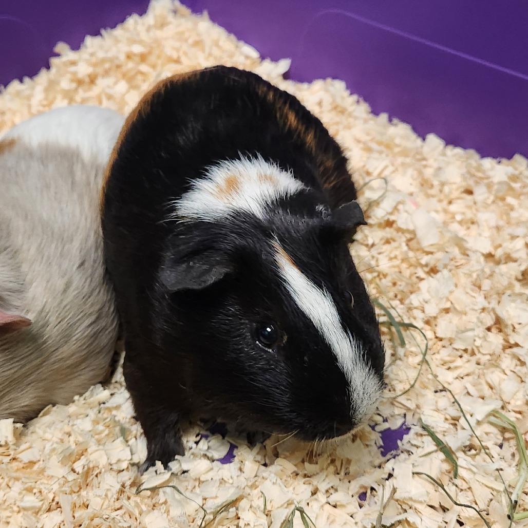Jude, a Adoptable Guinea Pig in Watertown, NY image 2/3
